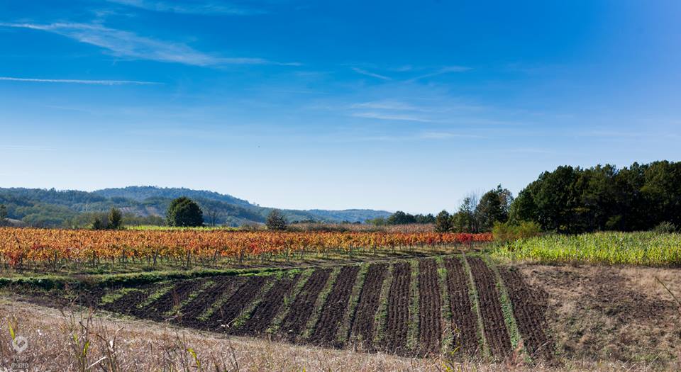 Podrum Braća Rajković 9